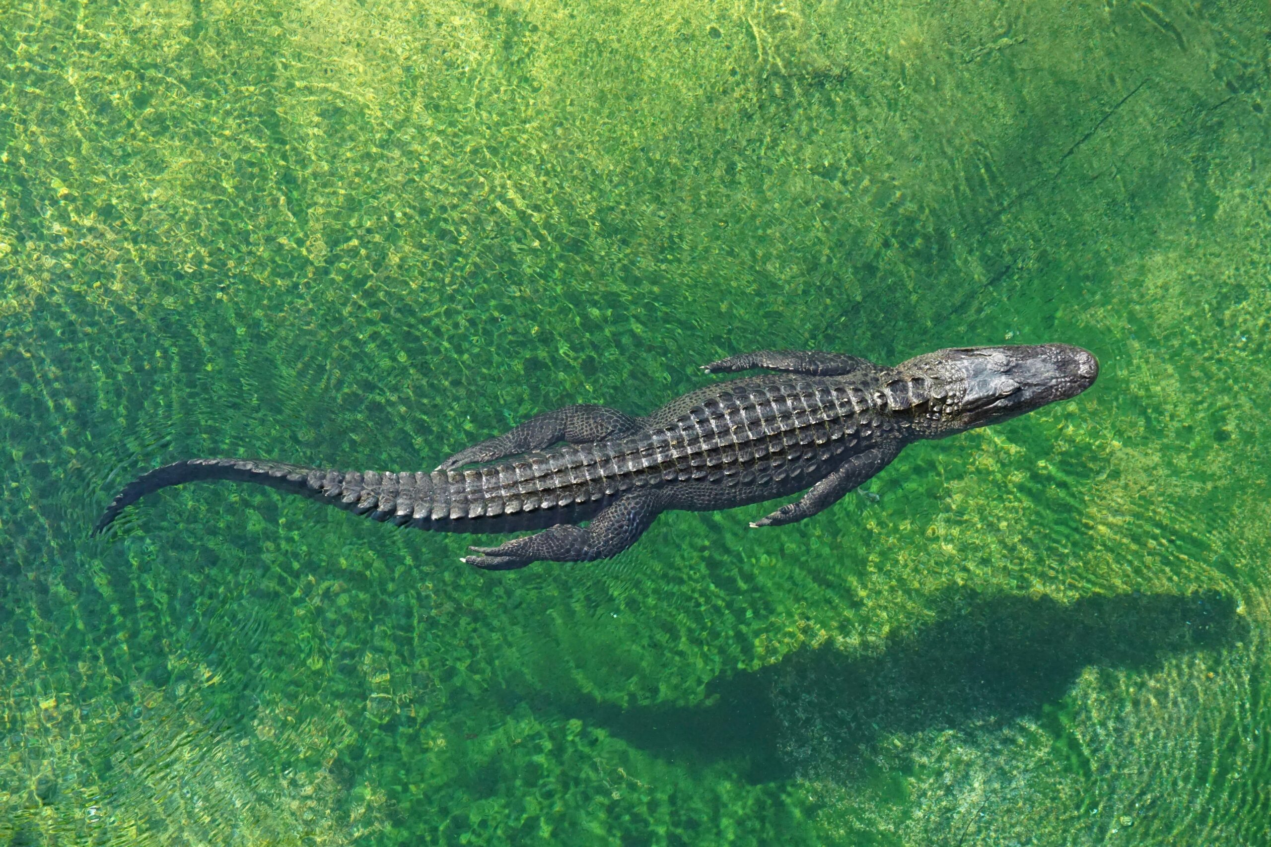 Les crocodiles n’aiment pas l’eau de mer